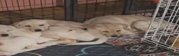Labrador Retriever dogs for sale: Labrador puppies - Advert 6