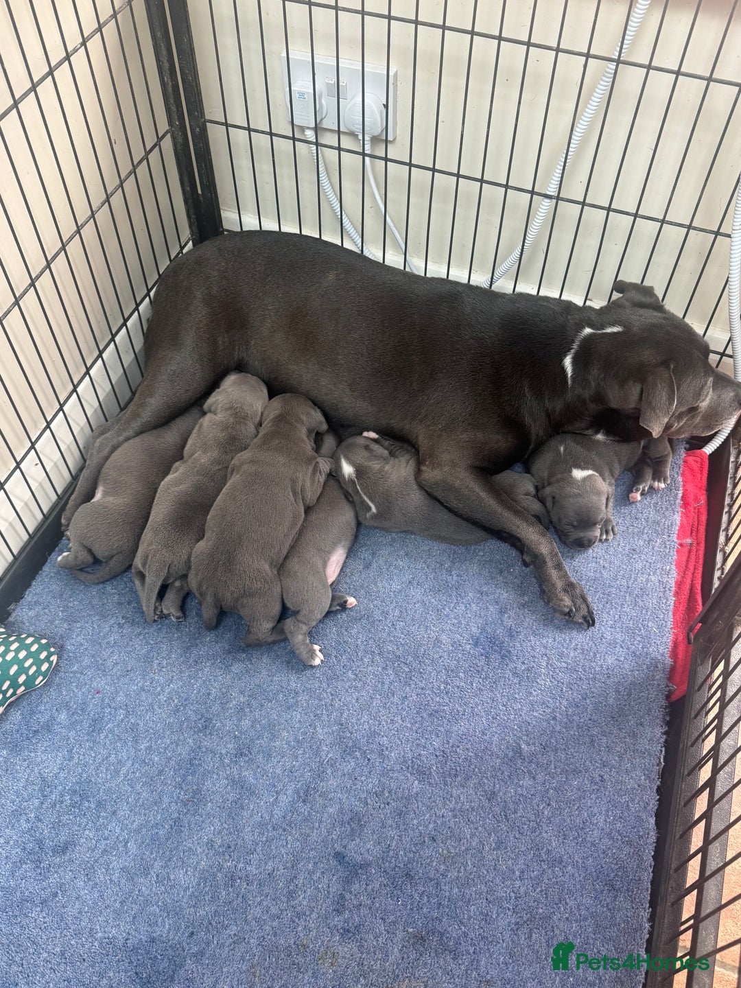 Staffordshire Bull Terrier dogs for sale: LAST BOY Stunning 🔵Staff pups KC READY TO GO ❤️❤️ - Advert 3