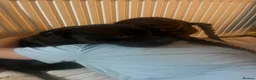 Staffordshire Bull Terrier dogs for sale: Kyla nearly 6 years old  - Advert 3