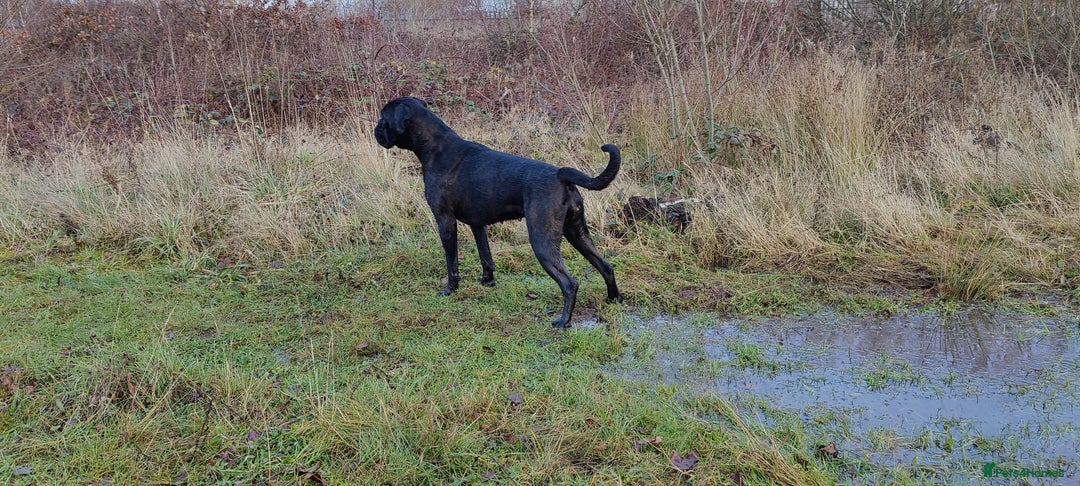 Boxer dogs for sale: 🐾 Boxer Dog for Sale KC registered  - Image 3