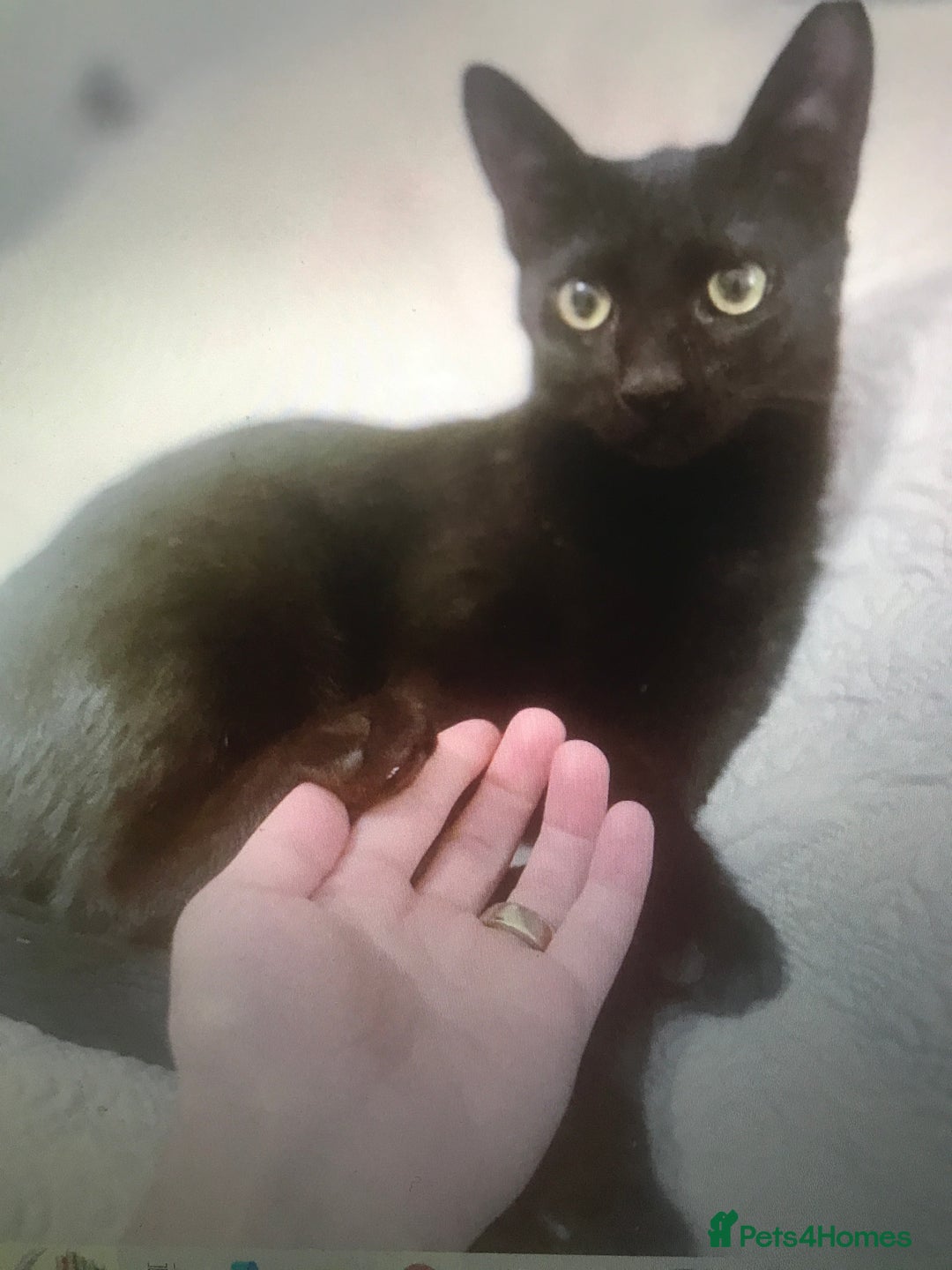 Mixed Breed cats for adoption: ALLEYGIRL -AFFECTIONATE KITTEN READY FOR SOME FUN  - Advert 3