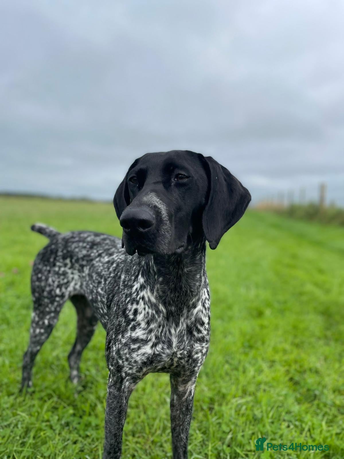 German Shorthaired Pointer dogs for sale: KC German Short Haired Pointer - Advert 1