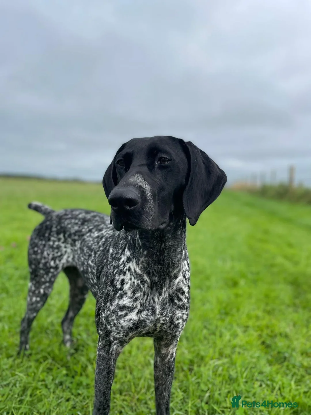 German Shorthaired Pointer dogs for sale: KC German Short Haired Pointer - Advert 1