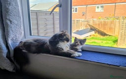 British Shorthair cats for sale: Half British Shorthair half fluffy  - Image 16