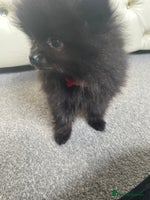 Pomeranian dogs - Advert 1