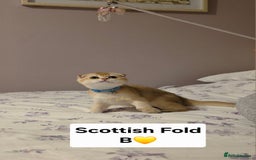 Scottish Fold cats for sale: Scottish fold Golden chinchilla  - Image 9