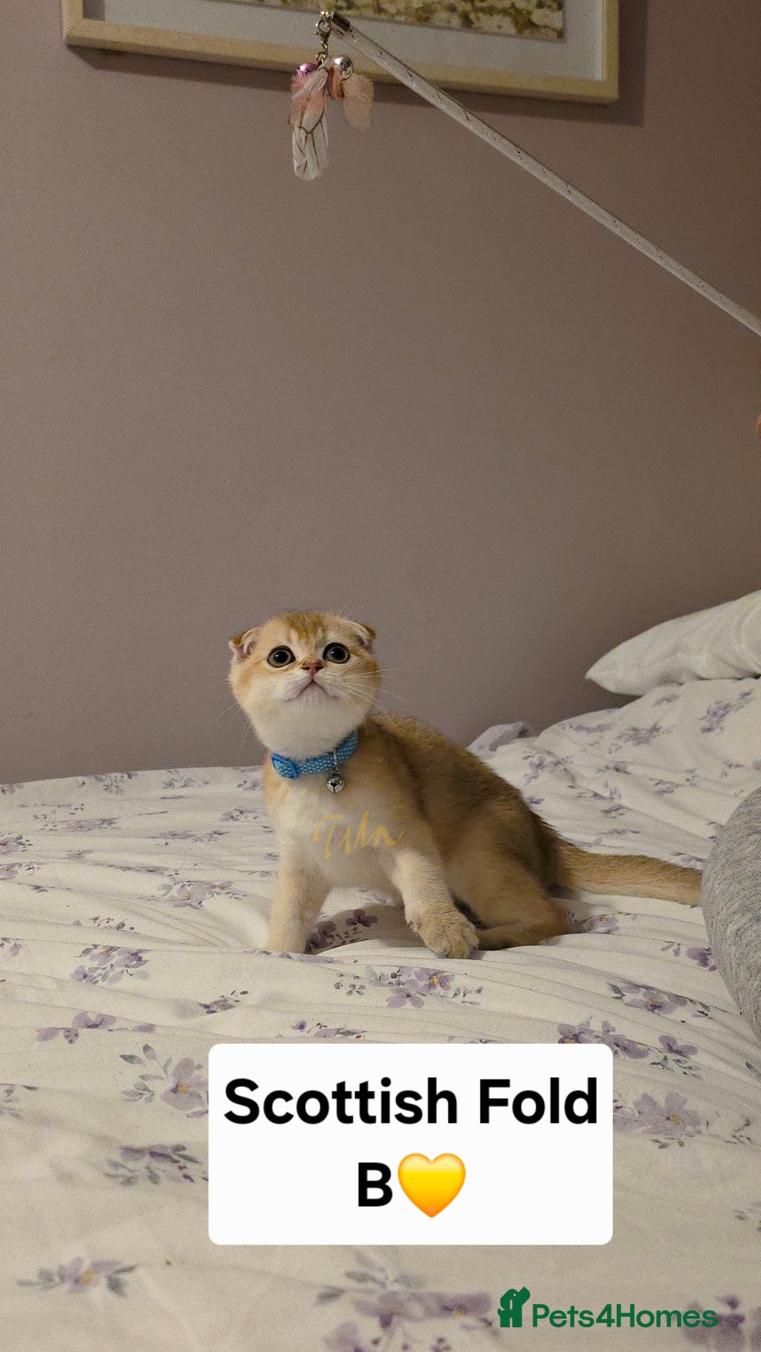 Scottish Fold cats for sale: Scottish fold Golden chinchilla  - Image 9