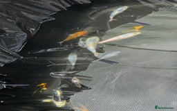 Koi Carp fish for sale: Young Koi for Sale - Image 2