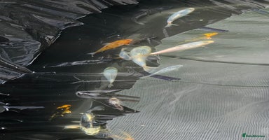 Koi Carp fish - Advert 4