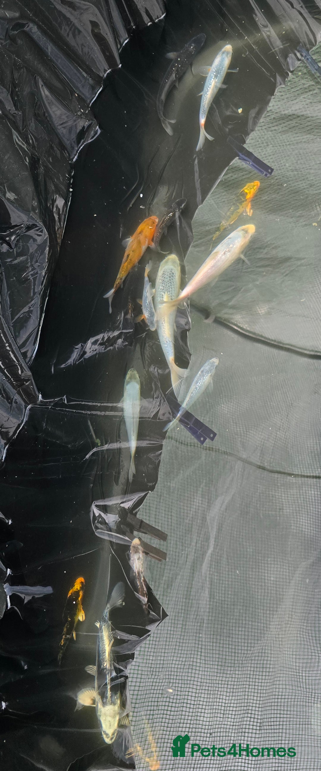Koi Carp fish for sale: Young Koi for Sale - Image 2