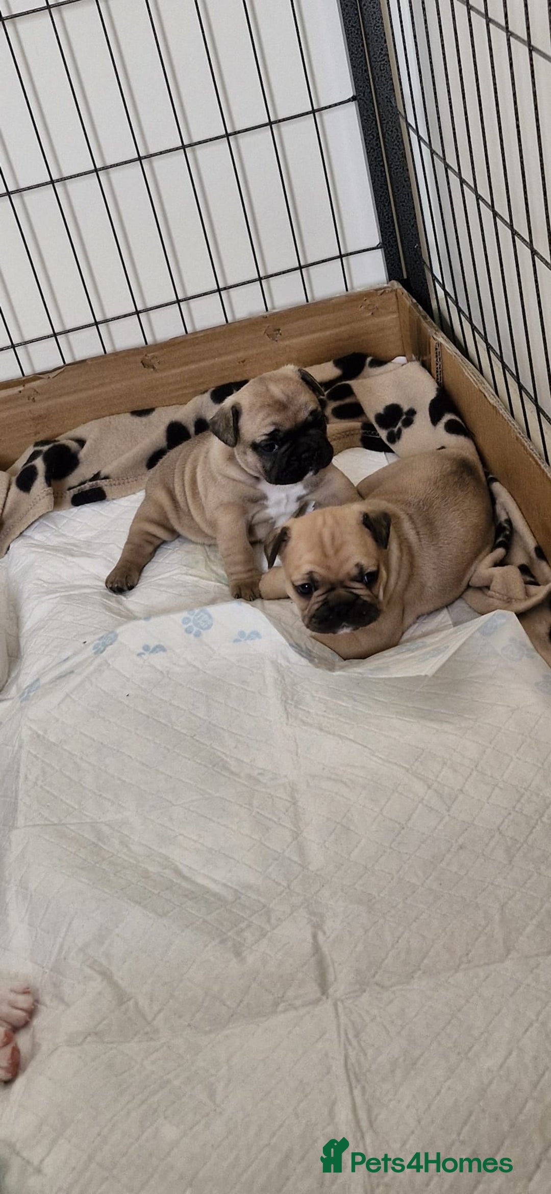 French Bulldog dogs for sale: French Bulldogs - Image 13