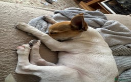 Mixed Breed dogs for sale: Jack Russell chihuahua cross  - Image 3