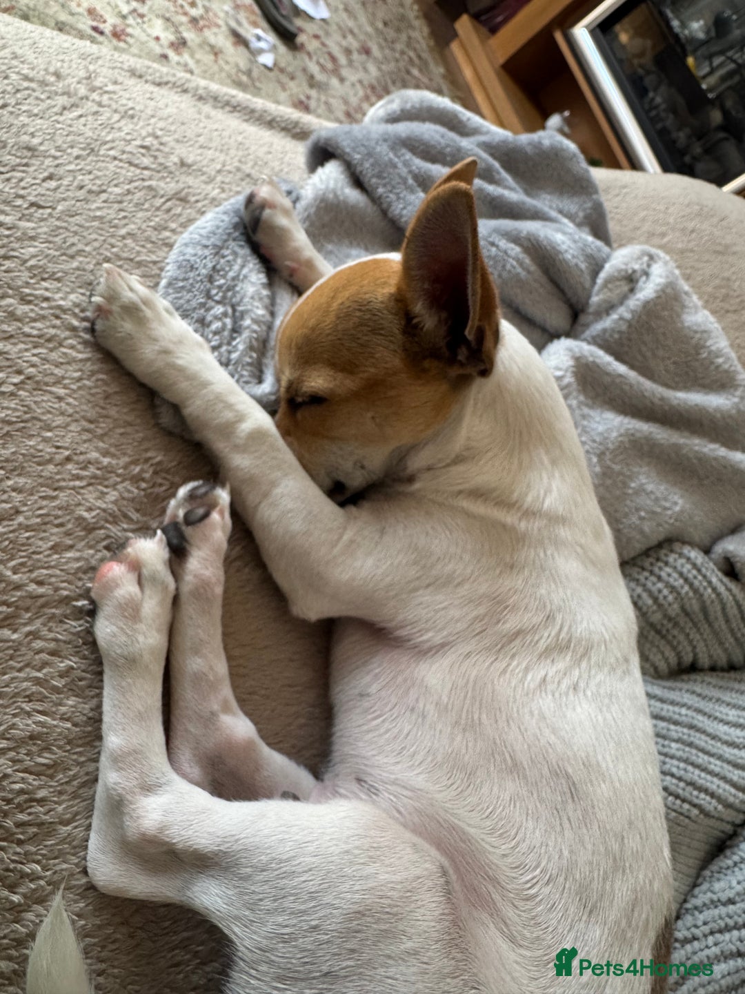 Mixed Breed dogs for sale: Jack Russell chihuahua cross  - Image 3