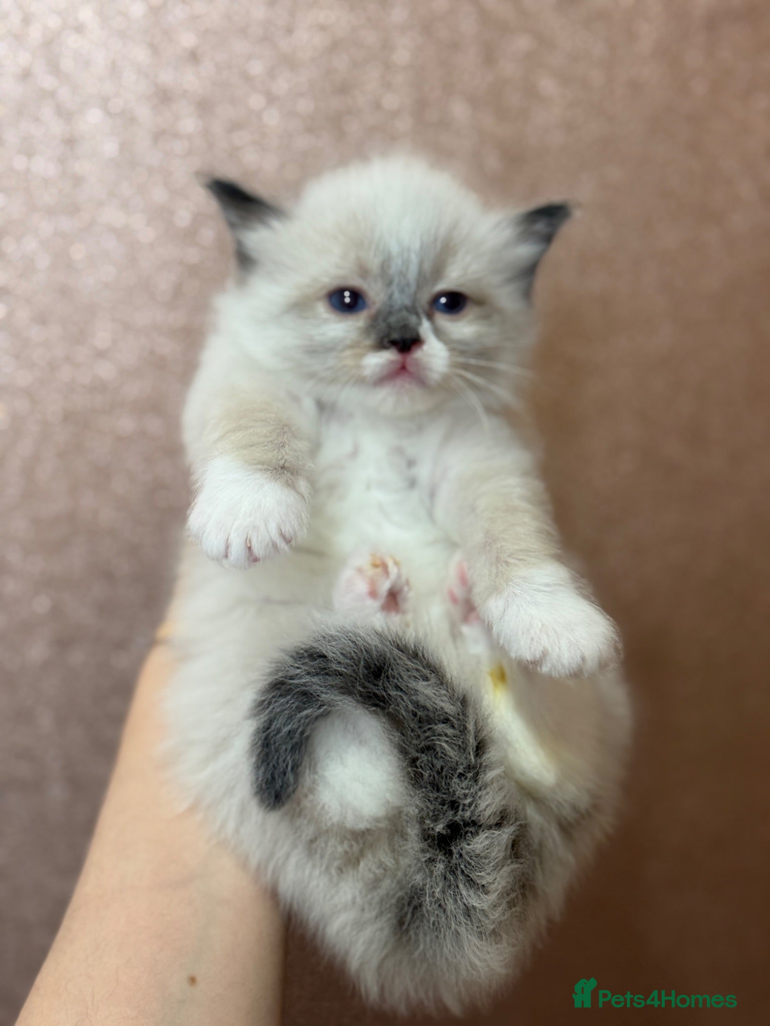 Ragdoll cats Beautiful Ragdoll kittens  - Advert 2