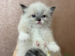 Ragdoll cats Beautiful Ragdoll kittens - Advert 1
