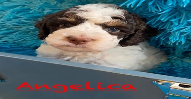 Cockapoo dogs - Advert 6