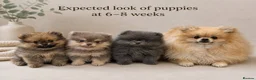Pomeranian dogs for sale: Mini Pomeranian Puppies KCRegistered Milton Keynes - Advert 1