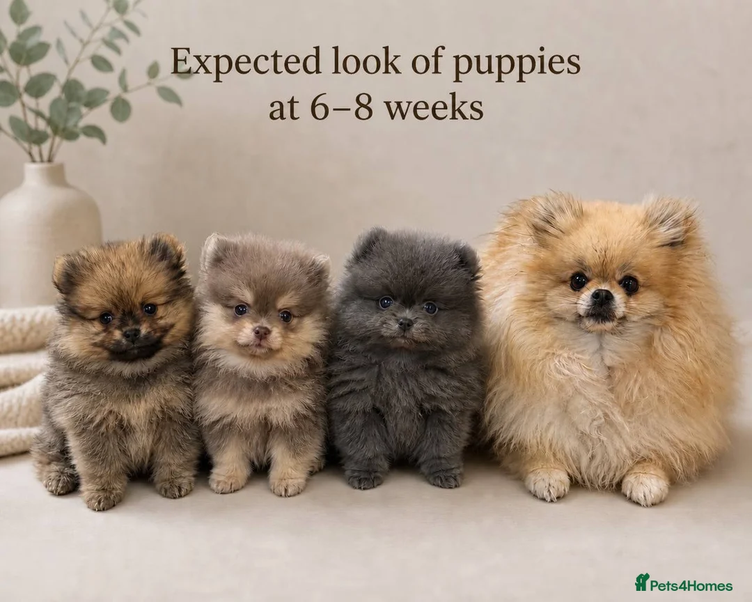 Pomeranian dogs for sale: Mini Pomeranian Puppies KCRegistered Milton Keynes - Advert 1