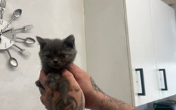 British Shorthair cats for sale: Full British short hair adorable kittens - Image 3