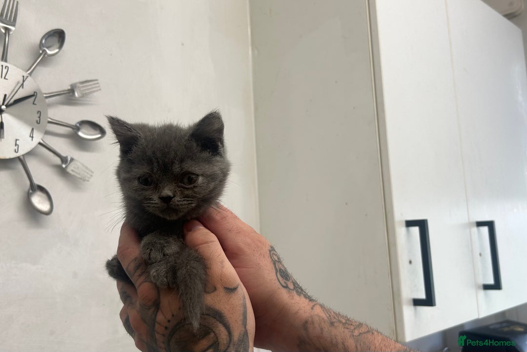 British Shorthair cats for sale: Full British short hair adorable kittens - Image 3
