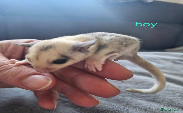 Sugar Glider rodents - Advert 2