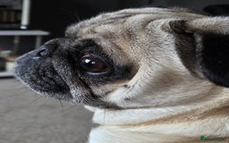 Pug dogs for sale:  🐾 Adorable Pug Looking for a New Home! 🐾 - Advert 3
