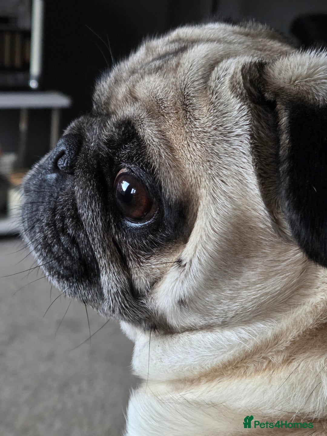 Pug dogs for sale:  🐾 Adorable Pug Looking for a New Home! 🐾 - Advert 3