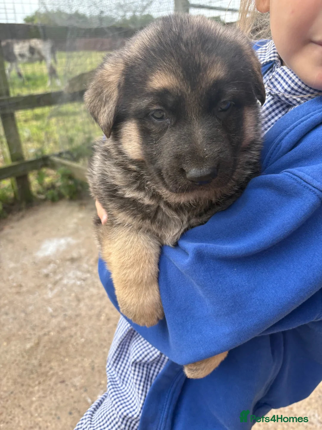 German Shepherd dogs for sale: Gorgeous  Home Bred German Shepherd Girls - Advert 2