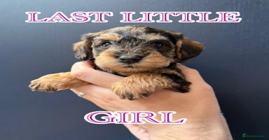 Schnoodle dogs - Advert 5