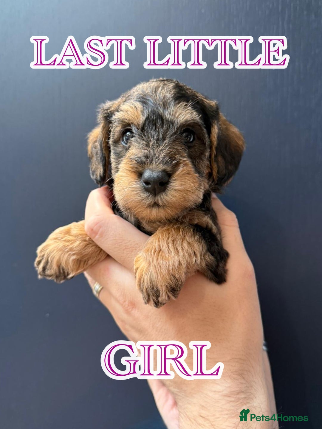 Schnoodle dogs for sale: LAST OUTSTANDING GIRL TOY SCHNOODLES DNA 🧬 CLEAR! - Image 2