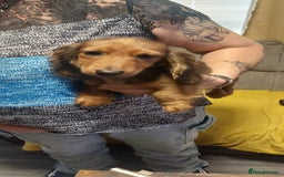 Miniature Dachshund dogs for sale: Champion bloodline, kc registered miniature dachs in South Shields - Image 3