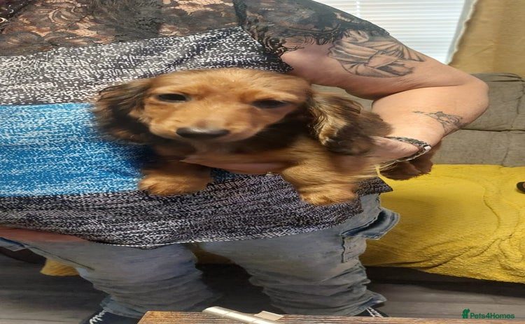 Miniature Dachshund dogs in South Shields - Advert 1