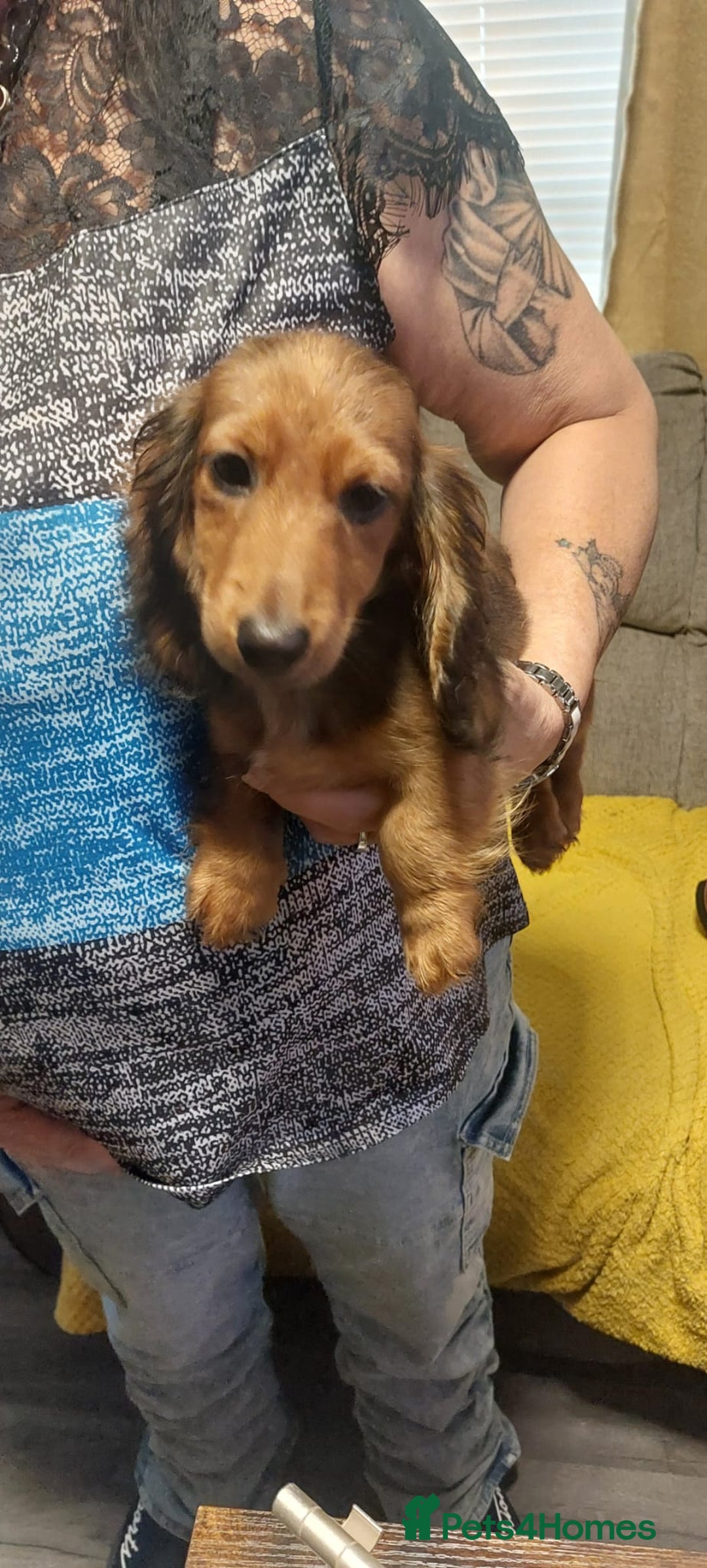 Miniature Dachshund dogs for sale: Champion bloodline, kc registered miniature dachs in South Shields - Image 3