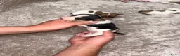 Jack Russell dogs for sale: Jack Russell Puppies – Proven Working Lines” - Advert 4