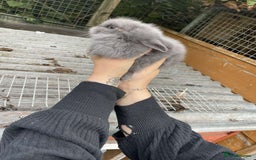 Lionhead rabbits for sale: Baby Lionhead Rabbits - Image 4