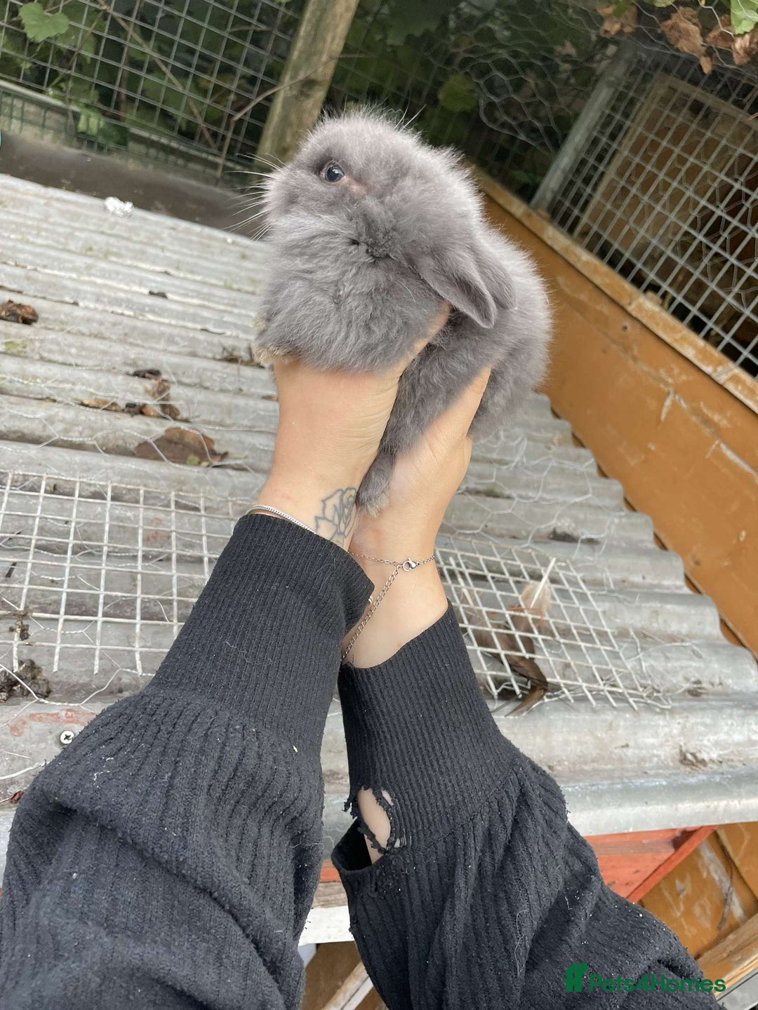 Lionhead rabbits for sale: Baby Lionhead Rabbits - Image 4