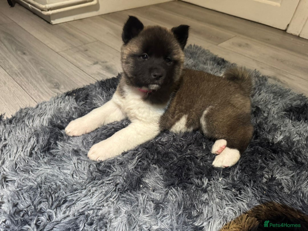 Akita dogs for sale: Bear faced American akitas puppies  - Advert 40