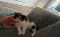 European cats for sale: Kitten (girl) for sale - ready to go  - Image 2