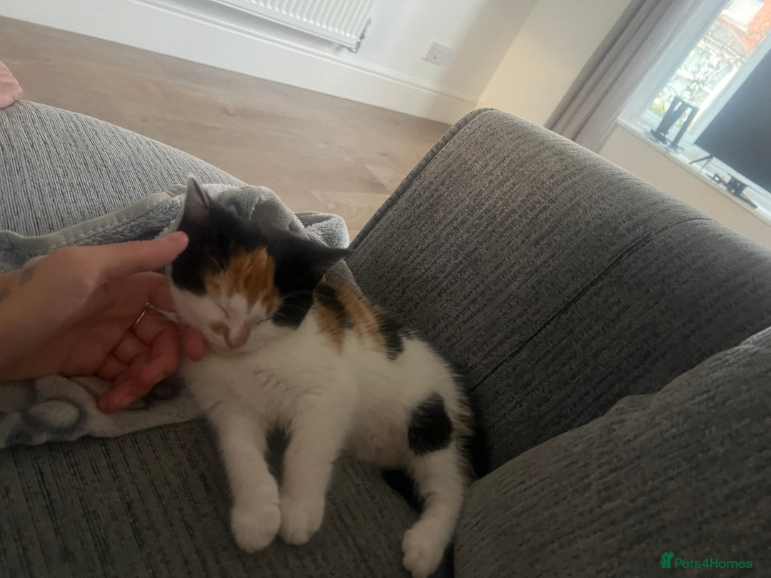 European cats for sale: Kitten (girl) for sale - ready to go  - Image 2