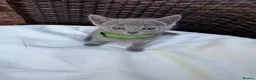 Russian Blue cats for sale: Pure Russian Blue Kittens - Advert 9