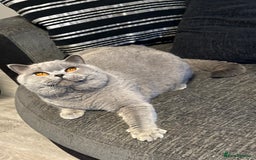 British Shorthair cats for sale: Stunning British Shorthair kittens - Image 7