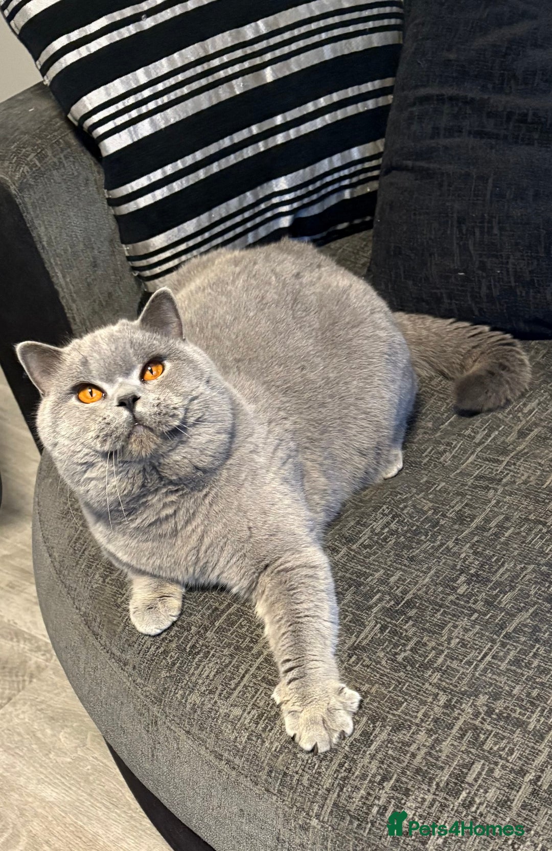 British Shorthair cats for sale: Stunning British Shorthair kittens - Image 7