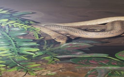 Rat Snake reptiles for sale: BAIRDS RAT SNAKE  - Image 6