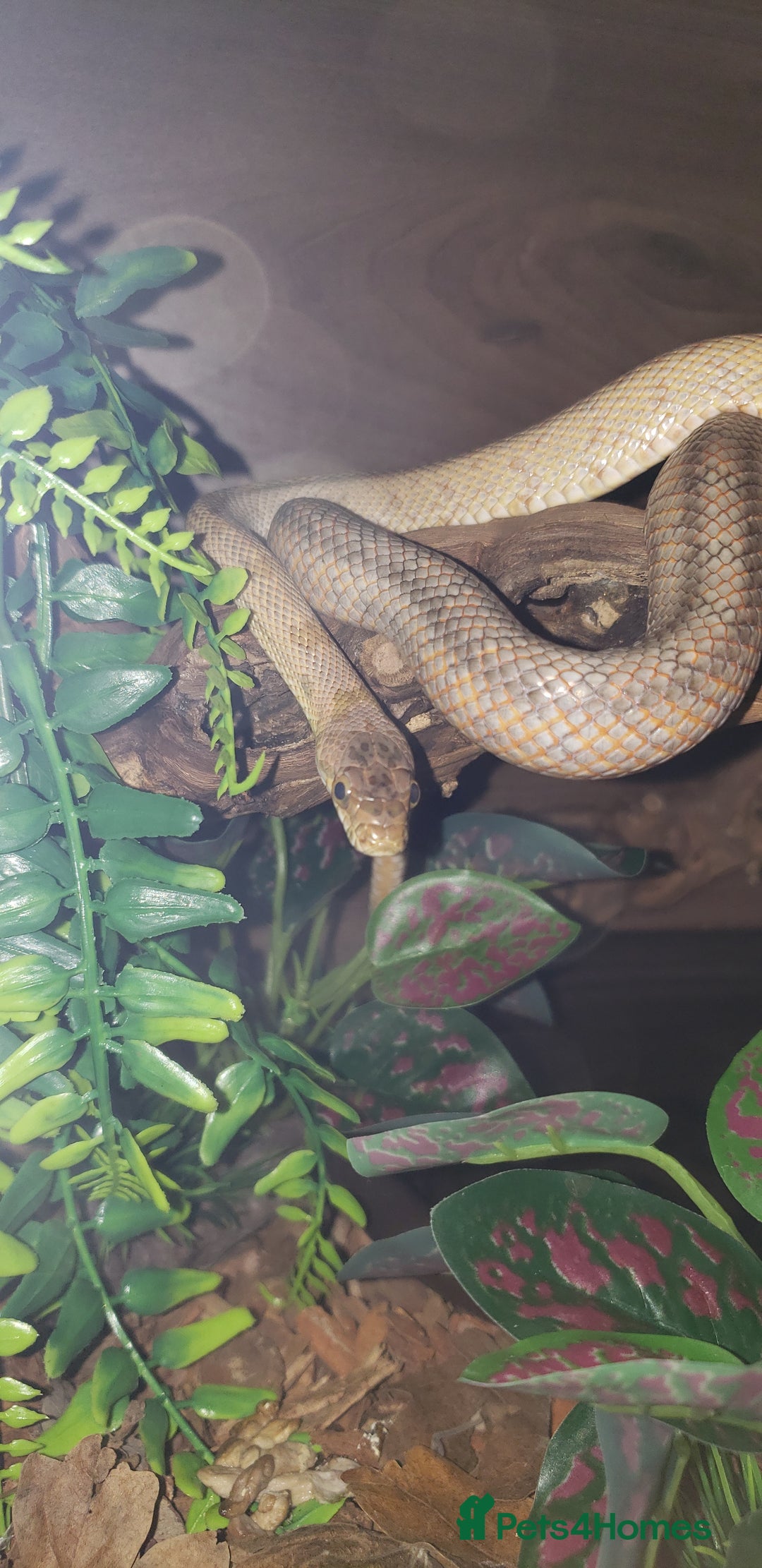 Rat Snake reptiles for sale: BAIRDS RAT SNAKE  - Image 6