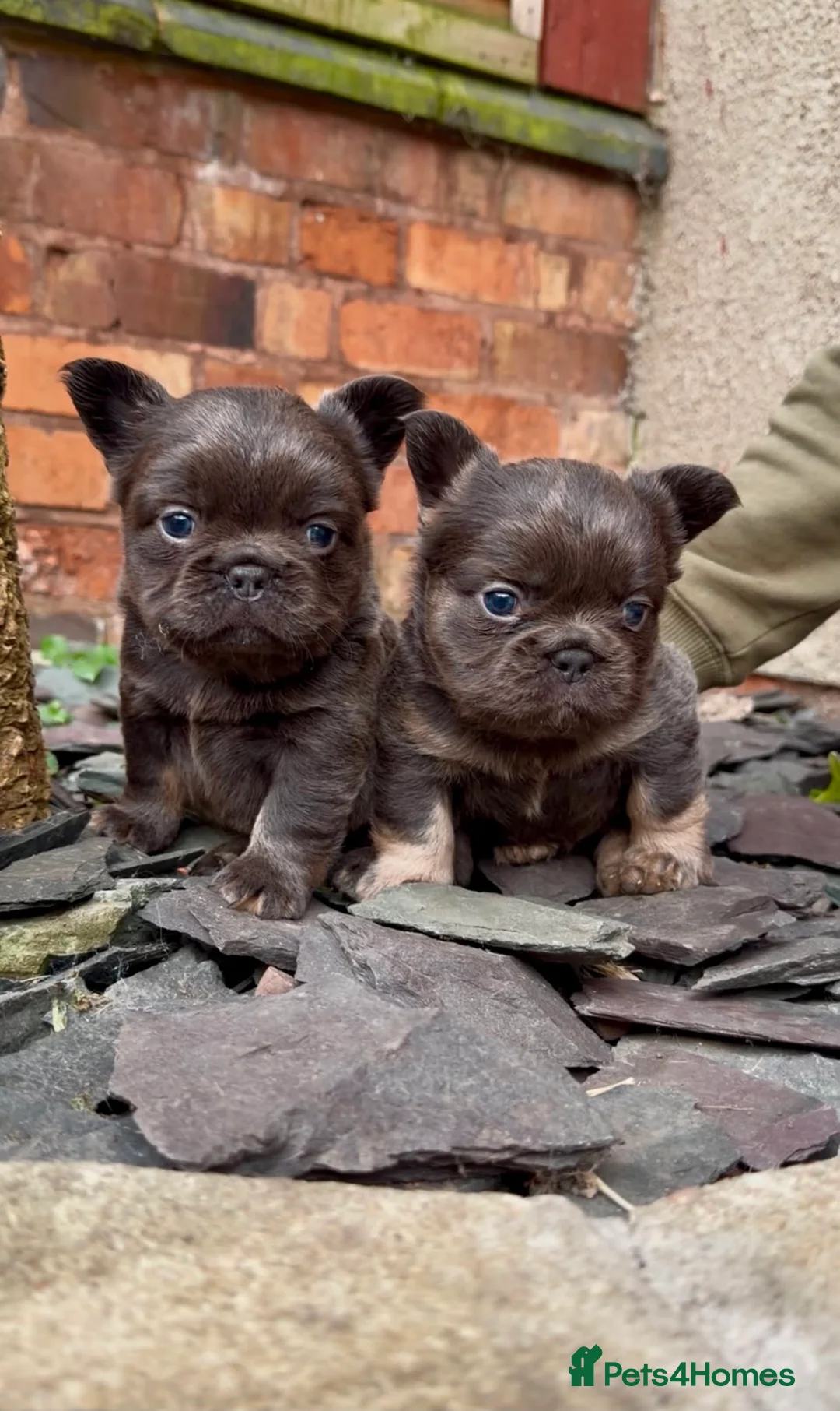 French Bulldog dogs for sale: Stunning kc registered fluffy in Leicester - Advert 2