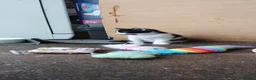 Mixed Breed cats for sale: Litter of 3 looking for new forever homes - Advert 22