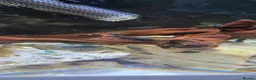 Plecos fish for sale: Baby bristlenose plecos in Llandudno - Advert 3