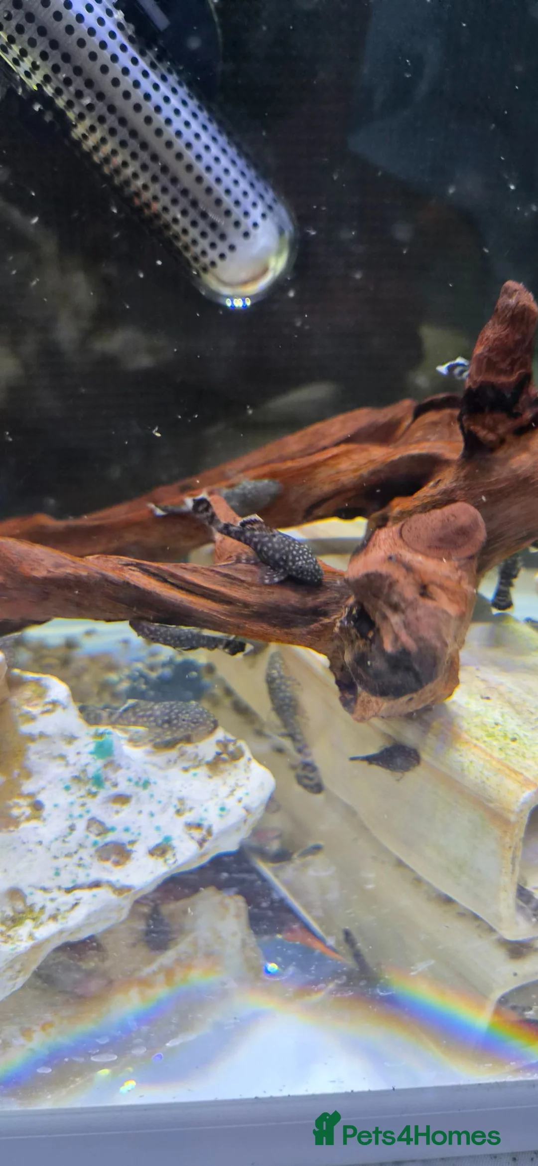 Plecos fish for sale: Baby bristlenose plecos in Llandudno - Advert 3