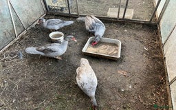 Ducks poultry for sale: Muscovy duck  - Image 6
