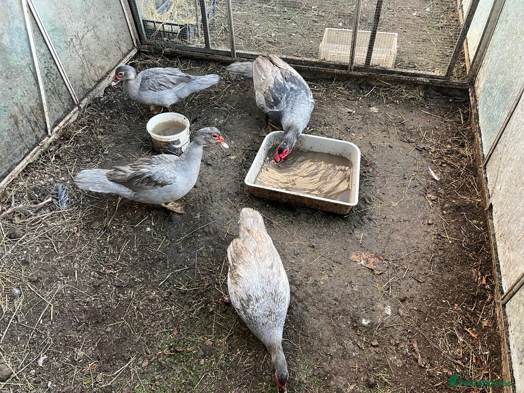 Ducks poultry for sale: Muscovy duck  - Image 6